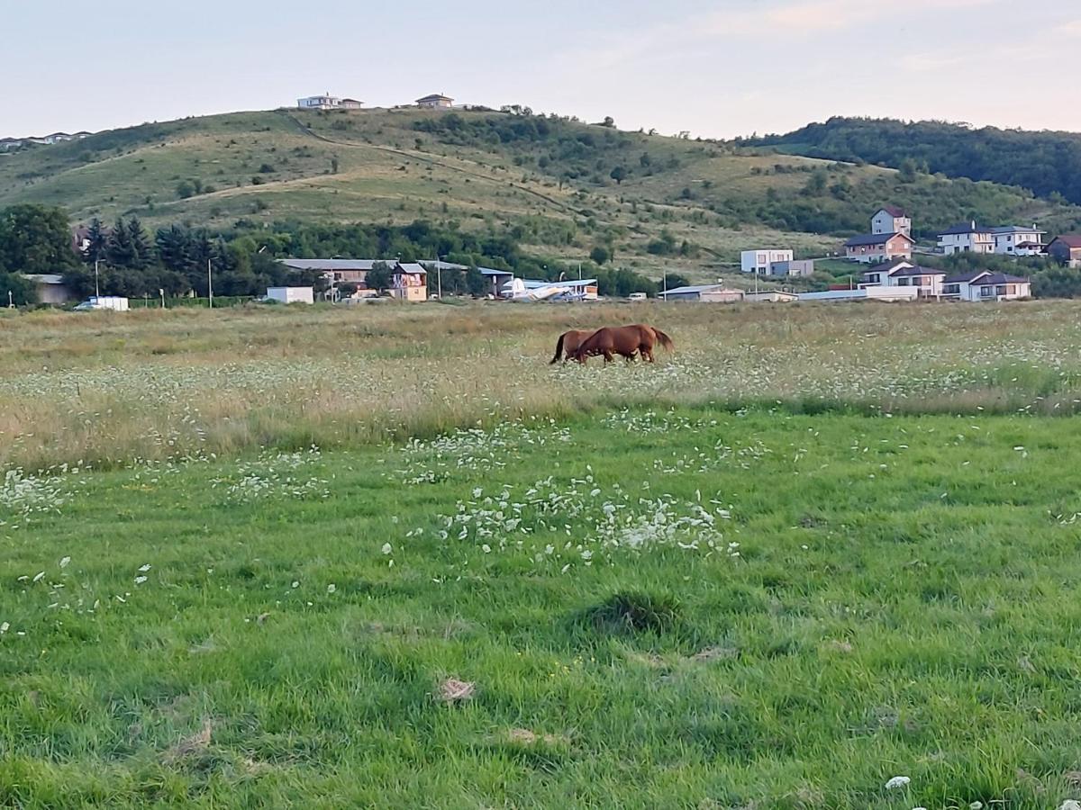 Pensiunea Albina Sinnicoara Exterior foto